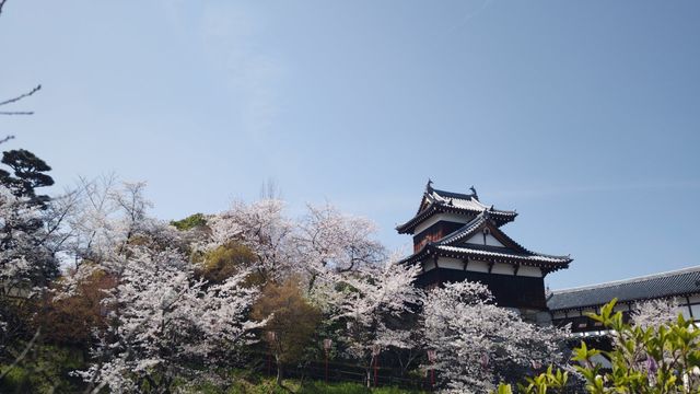 ޗǌaSRsȒ ̐VzˌĂ̎ӊ